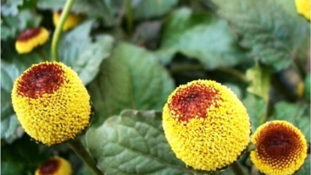 medium fe55034e 74b1 4a07 8fbe ec2debafc133 plantsguru com medicinal plants acmella 800x800 b8fc25655f